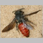 Sphecodes albilabris - Blutbiene 14 13mm.jpg